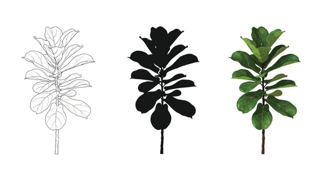 Fiddle leaf fig plant variations outline, silhouette, and full color illustration