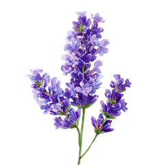 Watercolor rendering of a fragrant purple lavender flower with a dark background