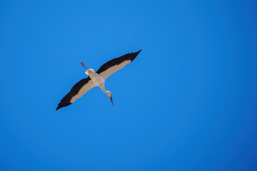 Obraz premium seagull in flight