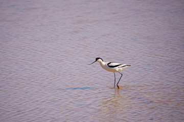 Fototapeta premium great blue heron