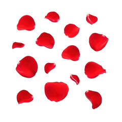 Fototapeta premium Scattered rose petals isolated on transparent background