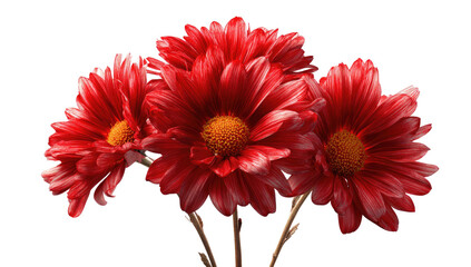 Three vibrant, blooming red chrysanthemums, with their intricate petals, isolated on black