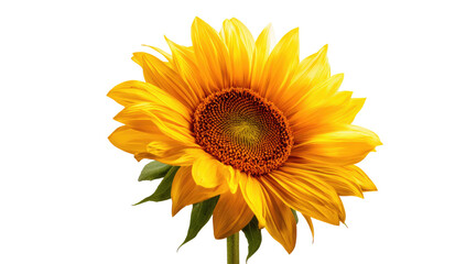 Naklejka premium A vibrant sunflower in full bloom, petals radiating sunshine, dark center