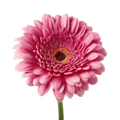 A vibrant, close-up photograph showcasing a fully bloomed pink gerbera daisy against a black background