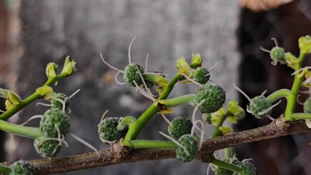Broussonetia Kurzii flower