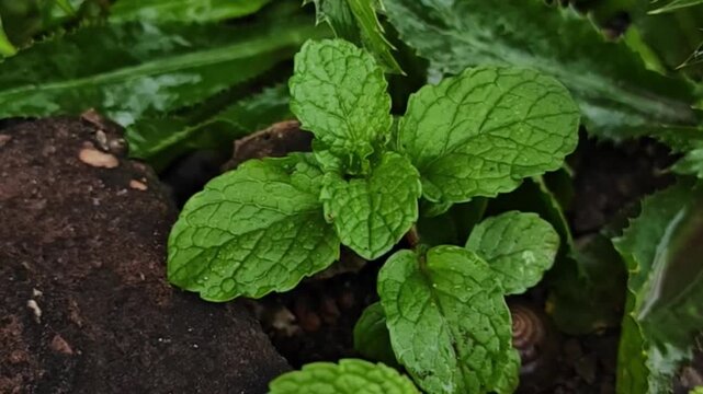 Closeup shot of green leaves of bergamot mint (Mentha citrata)