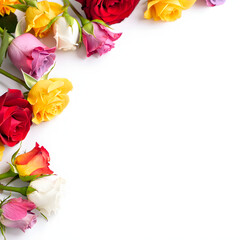 Vibrant Multi-Colored Roses Border on White Background