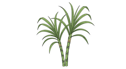 Fototapeta premium Simple botanical illustration of two green sugarcane stalks with long pointed leaves on a clean white background.