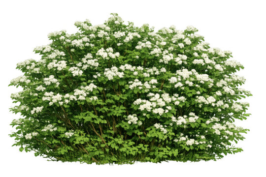 Blooming virbunum shrub with white flowers and green foliage thriving in spring garden, transparent background