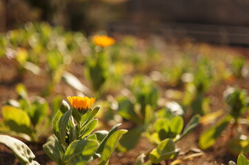 開きかけのオレンジの花