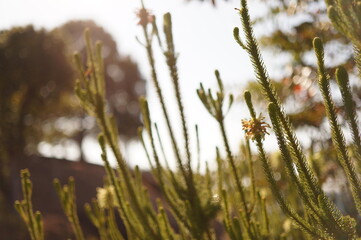 冬の花咲く植物