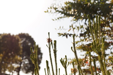 冬の花咲く植物