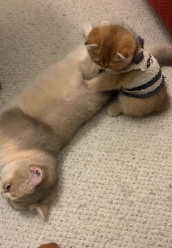 Orange cat pouncing on Gray cat