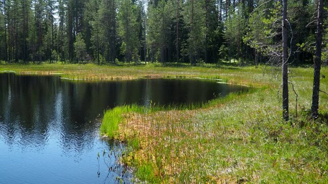 Karelian landscape. Lamba or lambushka is small forest lake, surrounded by swamps, marshy shores, typical of Karelia, Finland. Lambi means small endorheic forest lake fed by springs and groundwater.