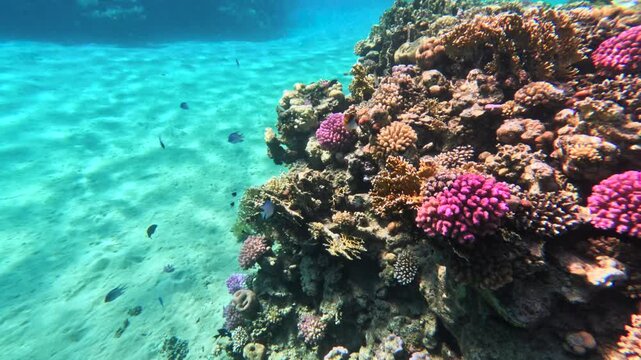 Colorful coral reef with tropical fish above sandy seabed underwater