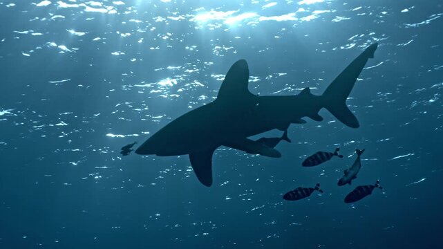 Encounter with a large pelagic Oceanic Whitetip Shark (Carcharhinus longimanus) accompanied by smaller Pilot Fish cruising near the surface in the deep blue waters of the Brothers Islands.