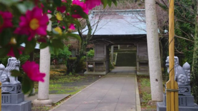Camellia Flowers at Japanese Shrine in Winter, Yurahima Jinja on Oki Islands
