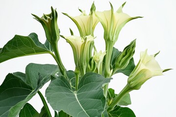 Cluster of datura plants with vibrant green leaves and flowering buds, showcasing their unique shapes and textures in a natural setting
