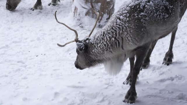 Wild animal sami reindeer outdoor walking on fresh snow arctic winter