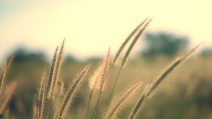 Fototapeta premium Cruz de madera adornada con flores en campo verde atardecer