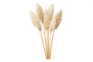 Pampas grass bouquet, fluffy dried botanical plant creating boho chic decoration, transparent background