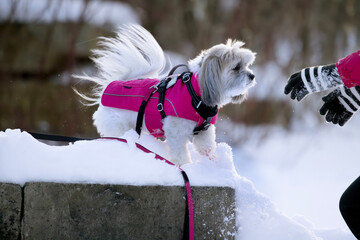 Hands reach out to small fluffy white dog wearing bright pink winter coat with integrated harness...