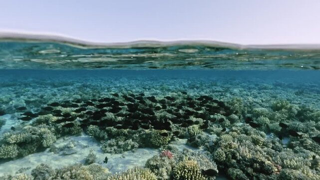 Half underwater tropical reef with moving school of sailfin tang fish at sunset