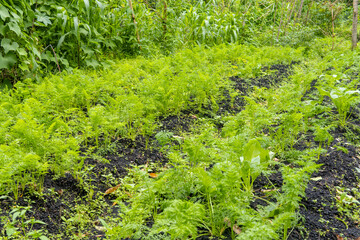 Obraz premium Real view of fresh carrot foliage growing on dark fertile soil. Authentic outdoor gardening photography on a sustainable local organic farm.