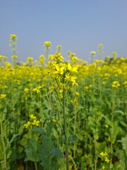 Obraz premium Vibrant Yellow Mustard Field Under Clear Blue Sky