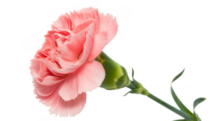 Pink carnation flower petals isolated on a transparent background