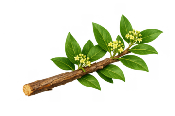 Licorice branch showing green leaves and small yellow flowers on a brown root, representing herbal medicine and natural health