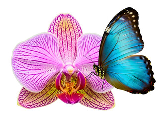 Fototapeta premium Blue butterfly and orchid flower isolated on transparent background