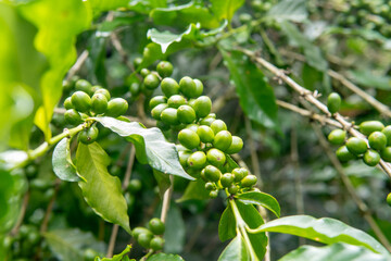 Close up of raw green coffee berries on branch. Authentic agricultural photography of young coffee...