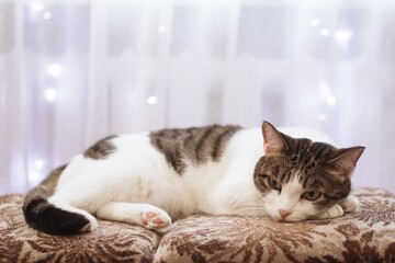 Lazy Tabby Cat is Napping on Sofa Cushion with Fairy Lights Background, Cozy Home Pet Portrait.