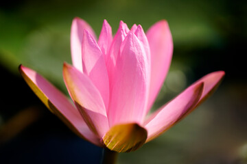 Fototapeta premium Beautiful Pink Lotus Flower Blossoming on Calm Water Surface