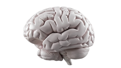 3D Rendering of a Human Brain