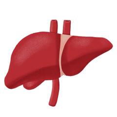 human liver anatomy illustration
