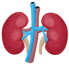 human kidneys anatomy model