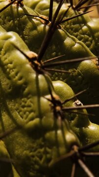 Detailed Close-Up View of a Spiked Cactus Plant Showcasing Nature's Texture