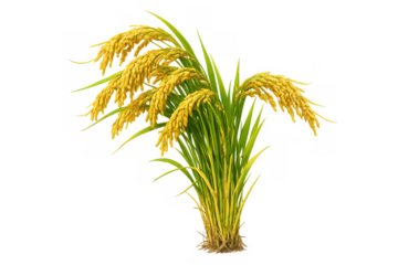 Golden rice plant with mature grains ready for harvest, symbolizing agriculture, food production, and organic farming on transparent background
