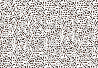 Fototapeta premium ants red and black. many ants with a solid background. high-quality background. print and pattern for printing. ants on a white background. background of ants. natural screensaver and wallpaper.