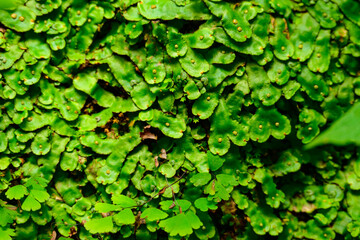 A vibrant green carpet of liverwort, with its snake-like ribbon thalli densely covering the moist...