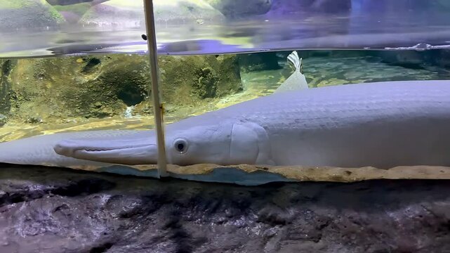 Alligator gar swimming in a clear aquarium with natural rocks