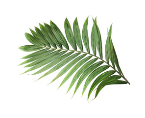 tropical nature green palm leaf on transparent background