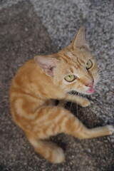 Adorable yellow tabby kitten looking curiously at the camera
