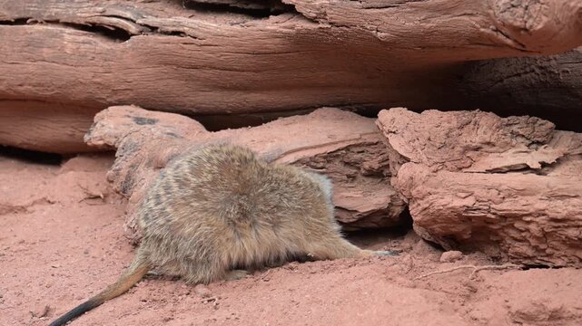  meerkat (Suricata suricatta) digging under a rock