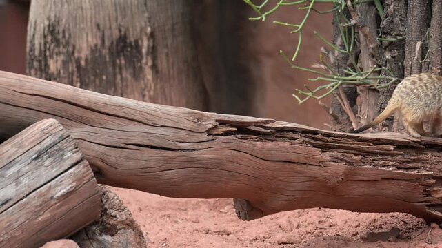  Meerkat walking on a log