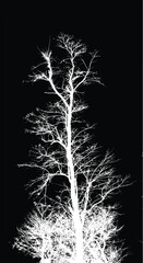 Silhouette of bare tree with branches  isolated on black background. Black and white vector illustration