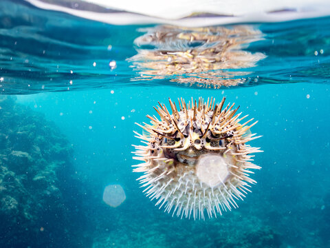 半水面撮影, 
ハリセンボン, Balloon Porcupinefish, Diodon holocanthus, ハリセンボン科,
他。
ヒリゾ浜南伊豆町中木
静岡県伊豆半島-2025
日本有数のシュノーケリングスポット。
夏の数カ月間だけ渡し船で行ける。
水質透明度魚影が素晴らしい。
