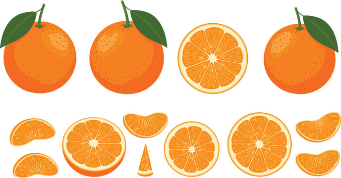 Fresh Orange Fruit And Slices Illustration Set With Whole Citrus And Juicy Segments Isolated